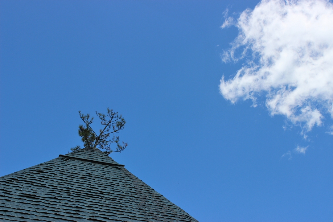 202304_ラムネ温泉の屋根の松の木
