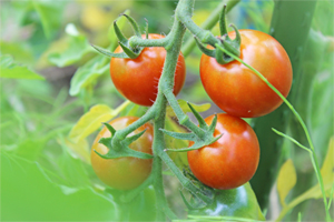 収穫を待つ、プチトマト