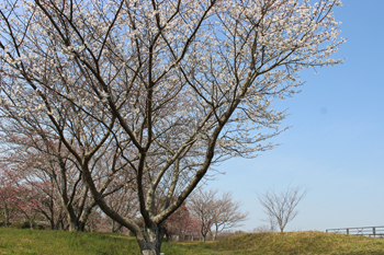 201903_公園の桜