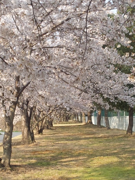 桜