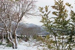 2015元旦雪景色