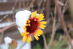 花、雪をかぶる