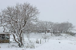 20160124_雪景色