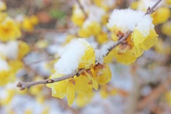 雪をかぶる満月ロウバイ