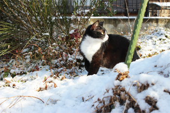 雪の中のハチ