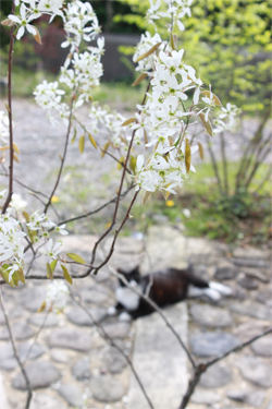 2018_ジューンベリーの花