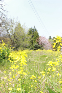 2019_sp_路地裏の菜の花