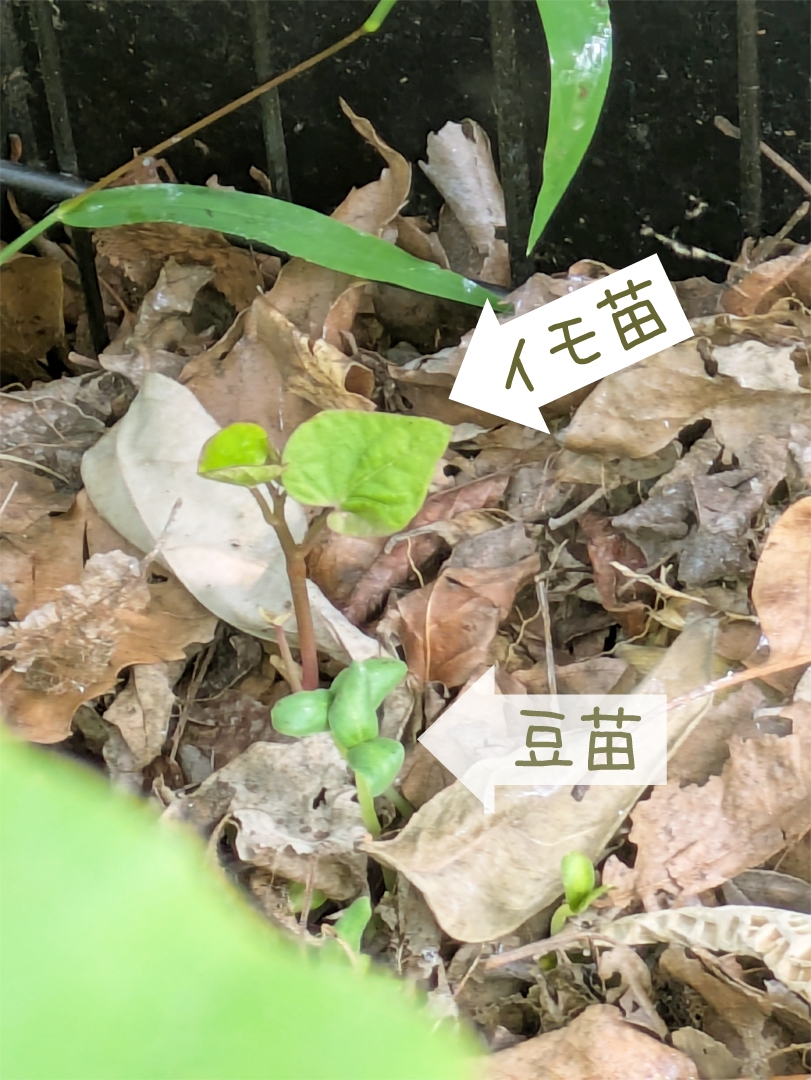 コンポストないで発芽したイモ