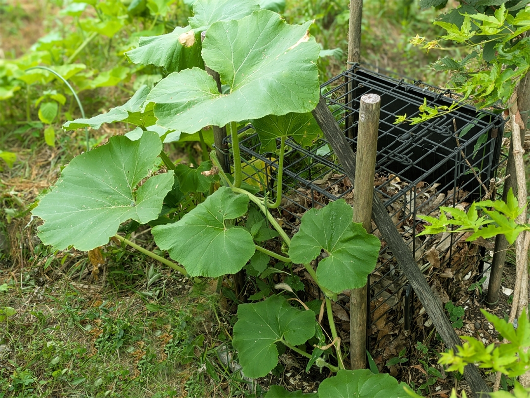 コンポストからカボチャ