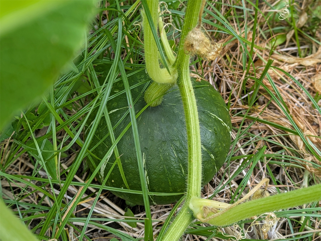 実を付けたカボチャ