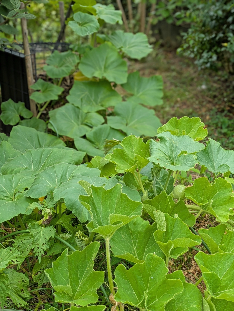 カボチャの葉