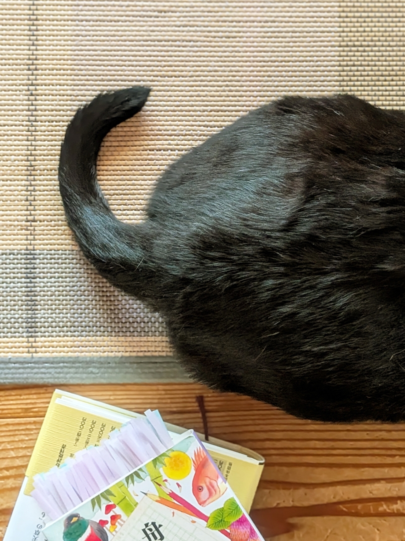 紙の本と猫