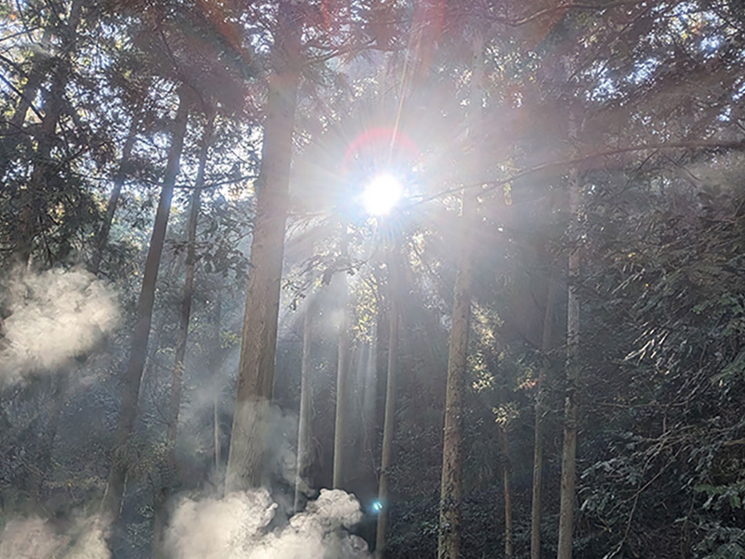 20251205_林の間を照らす木漏れ日