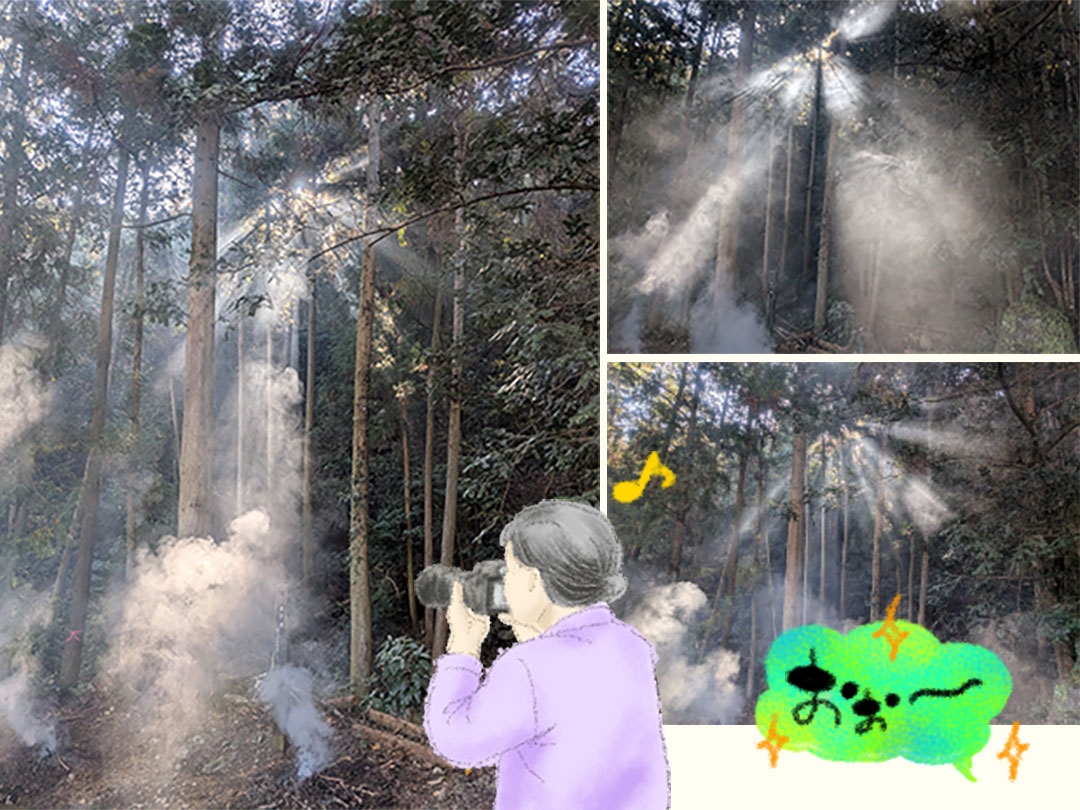 20251205_林の間を照らす木漏れ日