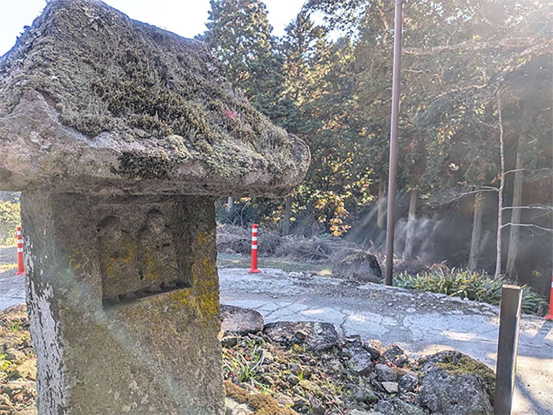 20251205_林の間を照らす木漏れ日