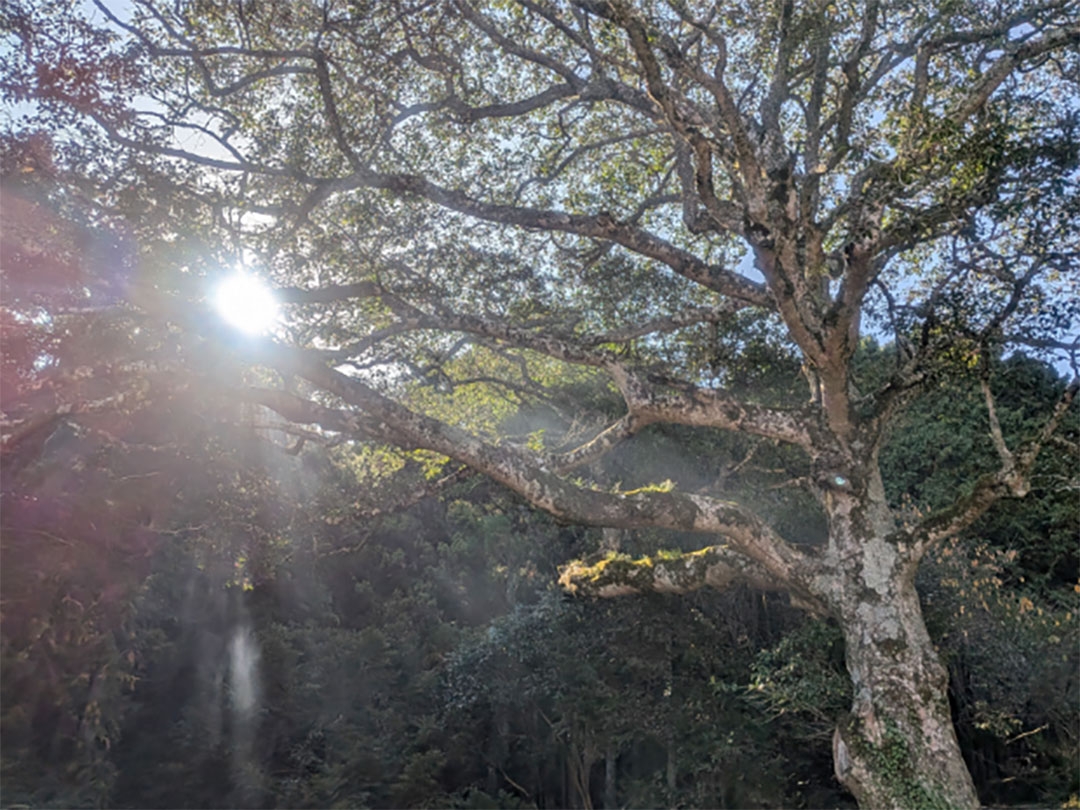 20251205_木漏れ日