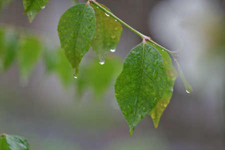 雨のしずく