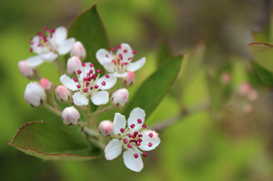 セイヨウカマツカの花