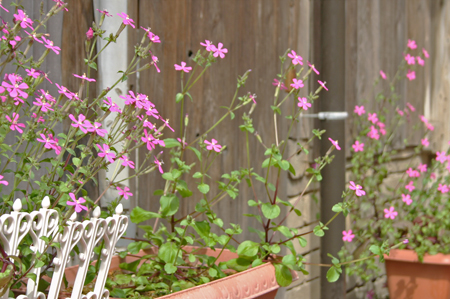 仙崎の街中の花