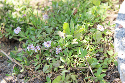 足元の植物