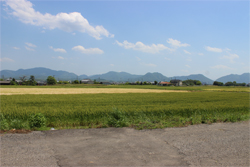 ヒバリなく風景・見学会場付近