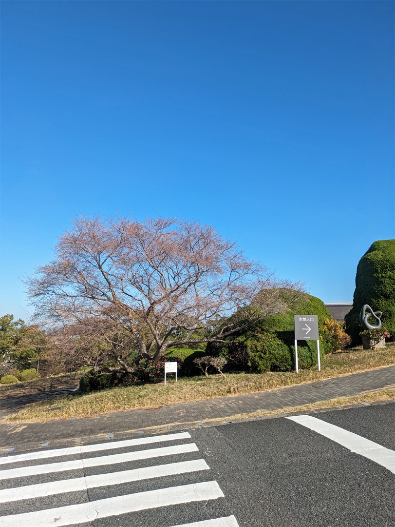 北九州美術館の木