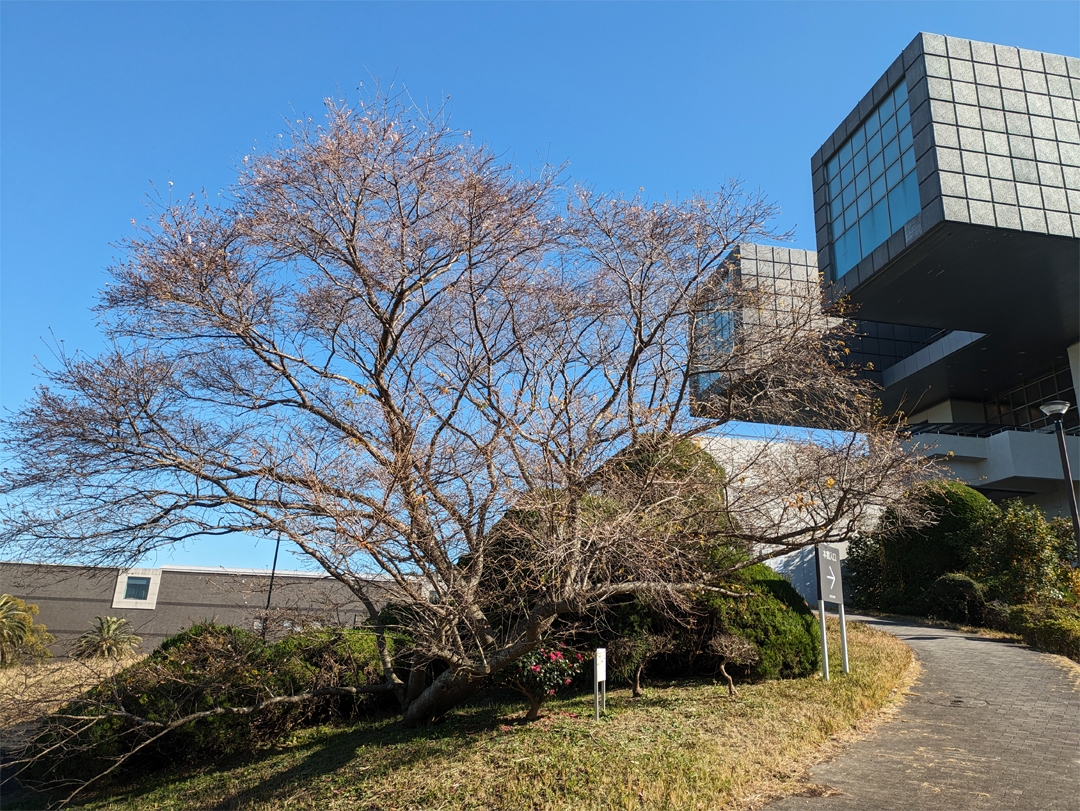 北九州美術館の木