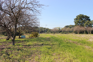 柿畑から道路を見る