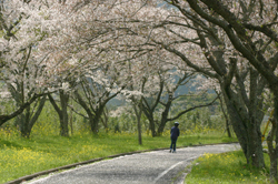 さくらの道