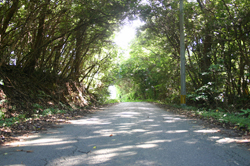 もくせい工舎までの山道