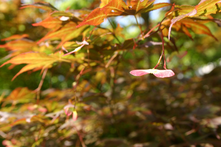 紅葉種をつける