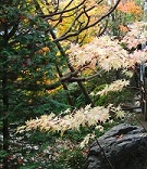 momiji