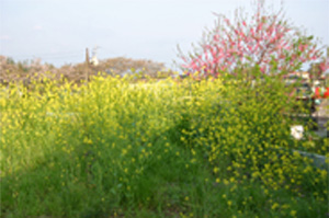 自宅近くの菜の花