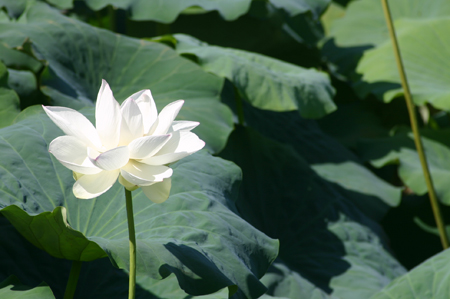 蓮の花シワシワ？