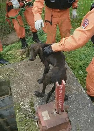 遭難犬