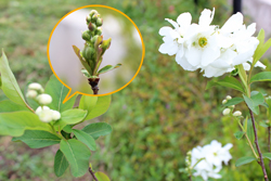 リキュウバイの花と葉