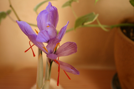 室内サフラン開花