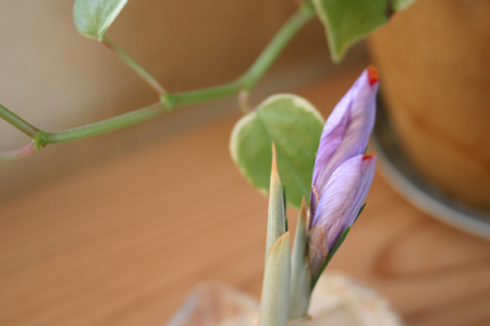 室内開花前サフランのつぼみ