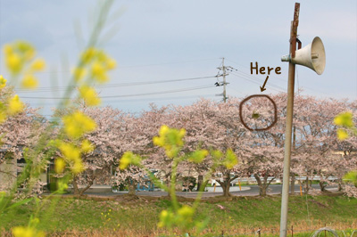 桜の中の巣