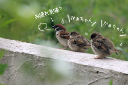 親鳥に甘える