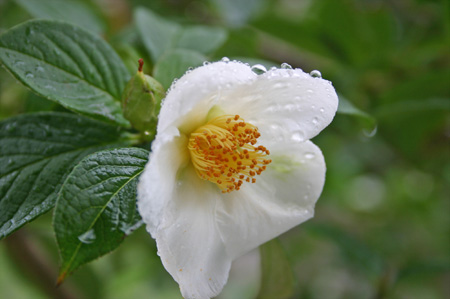 シャラの木の花