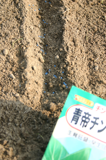 青梗菜の種