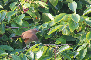 柿の木に鳥