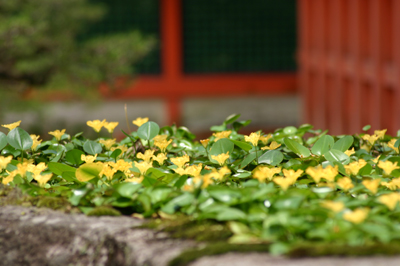 水草