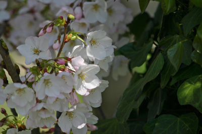 押すな押すなの桜