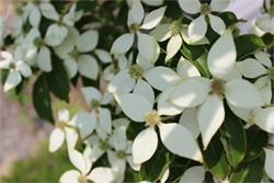 山法師の花