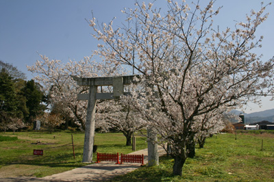 宇佐市の桜