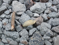 蜂