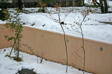 株立ちの木と雪