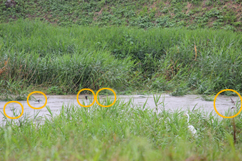 大雨の中、川面を飛ぶ鳥